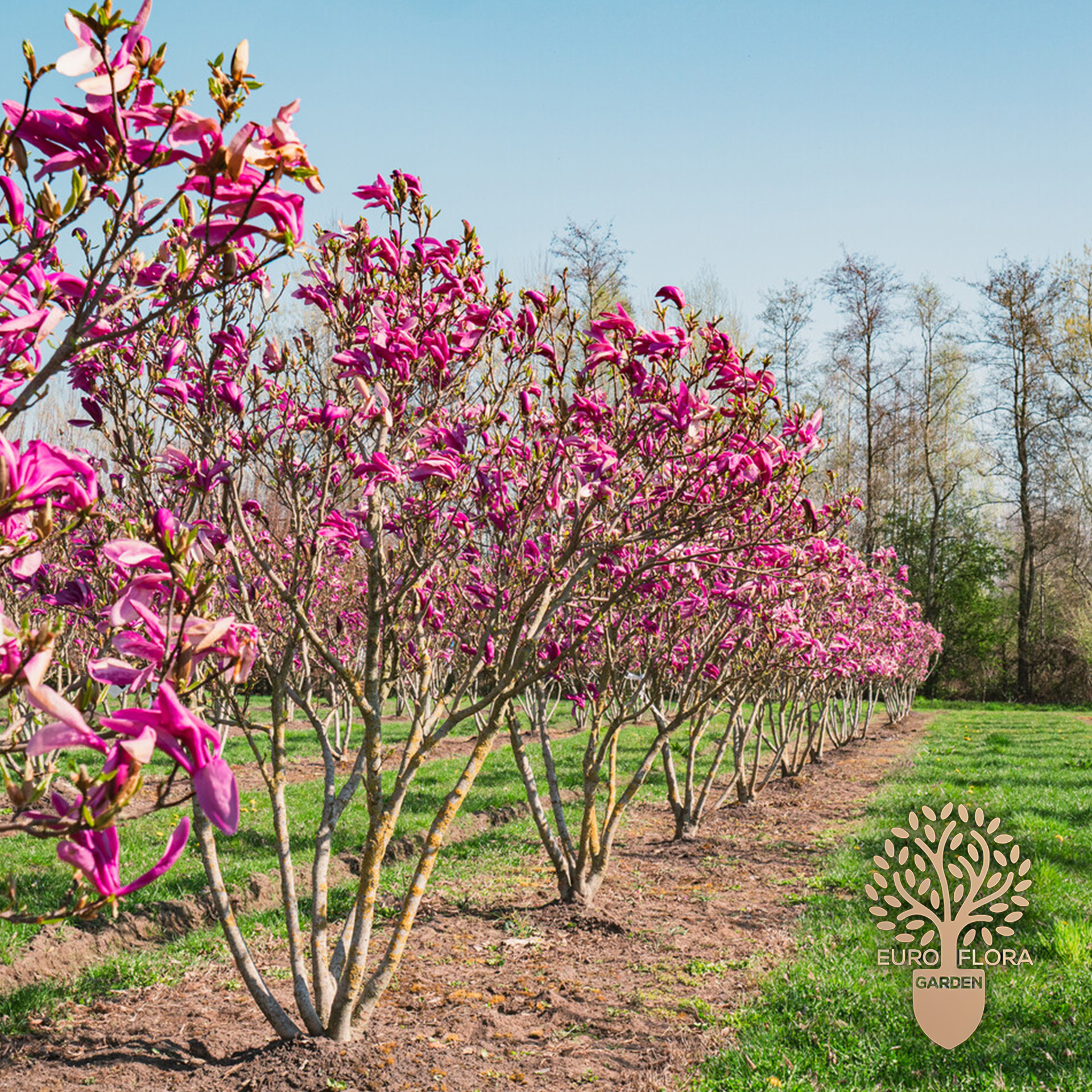 Magnolija (Magnolia susan)