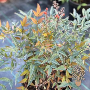 Nandina crvena ( Nandina domestica )