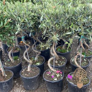 Spiralna maslina (Olea europea)