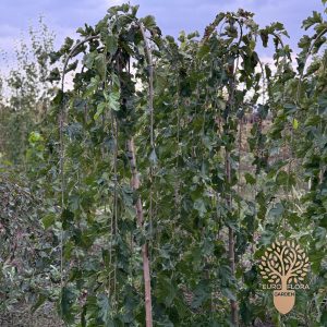 Padajući (žalosni) dud