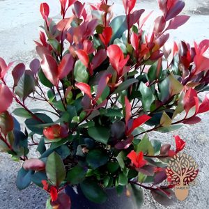 Fotinija (Photinia fraseri ‘Litlle red robin’)