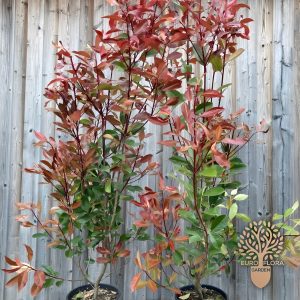 Fotinija (Photinia sp. Red robin)
