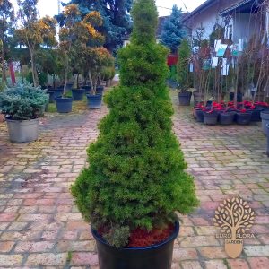 ⁠Picea glauca conica (Konika)