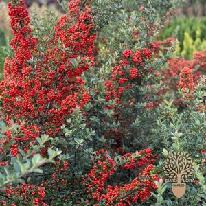 Vatreni grm (⁠Pirokanta)