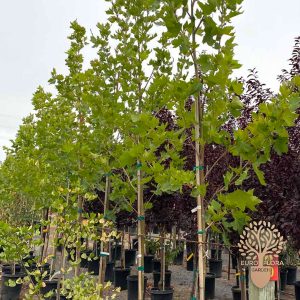 Platan (⁠Platanus acerifolia)