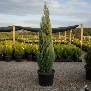 Plava tuja Columnaris