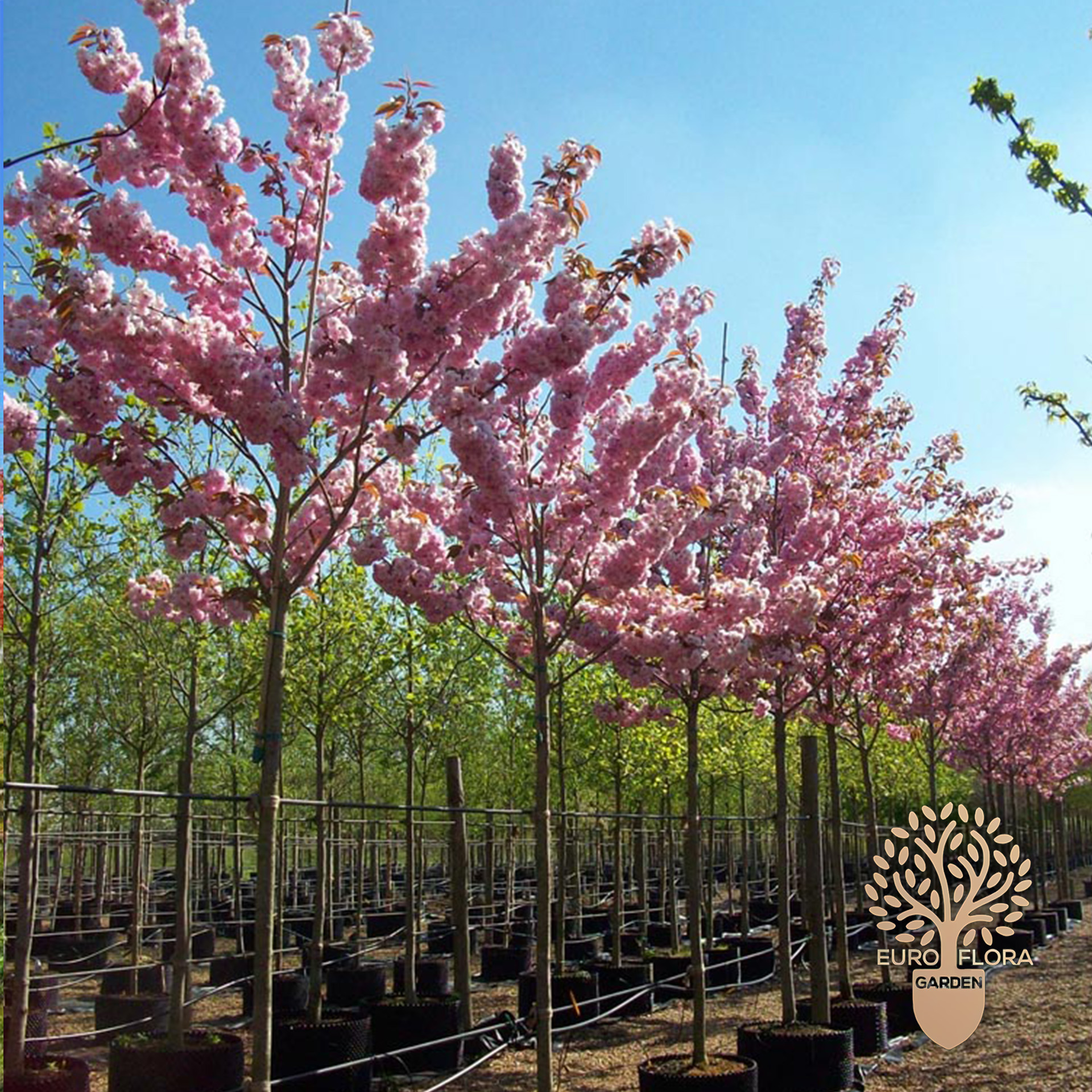 Japanska trešnja (Prunus Serrulata ‘Kanzan')