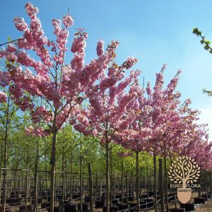 Japanska trešnja (⁠Prunus serrulata ‘Kanzan’)