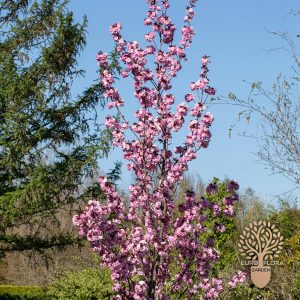 Crvenolisna japanska trešnja (⁠Prunus serrulata ‘Royal Burgundy’)
