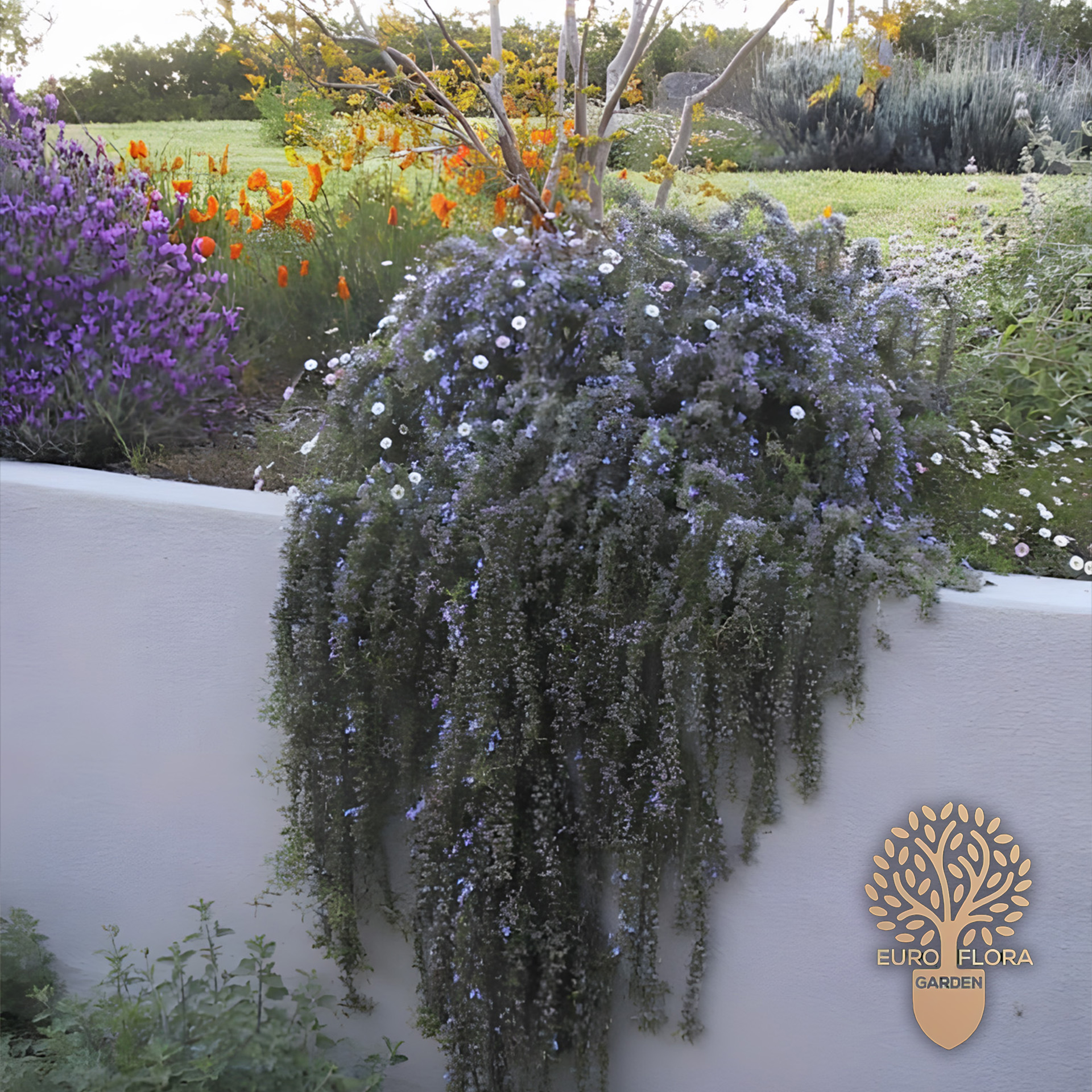 Padajući ruzmarin (Rosmarinus officinalis ‘Huntigon Carpet’)