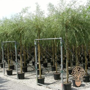 Žalosna vrba (Salix babylonica)