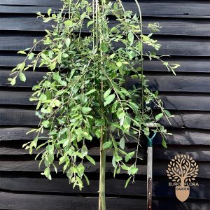 Padajuća vrba (Salix caprea pendula)