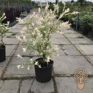 Loptasta vrba (⁠Salix integra ‘Flamingo’)