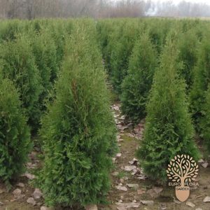 Kolumna (stubasta tuja)