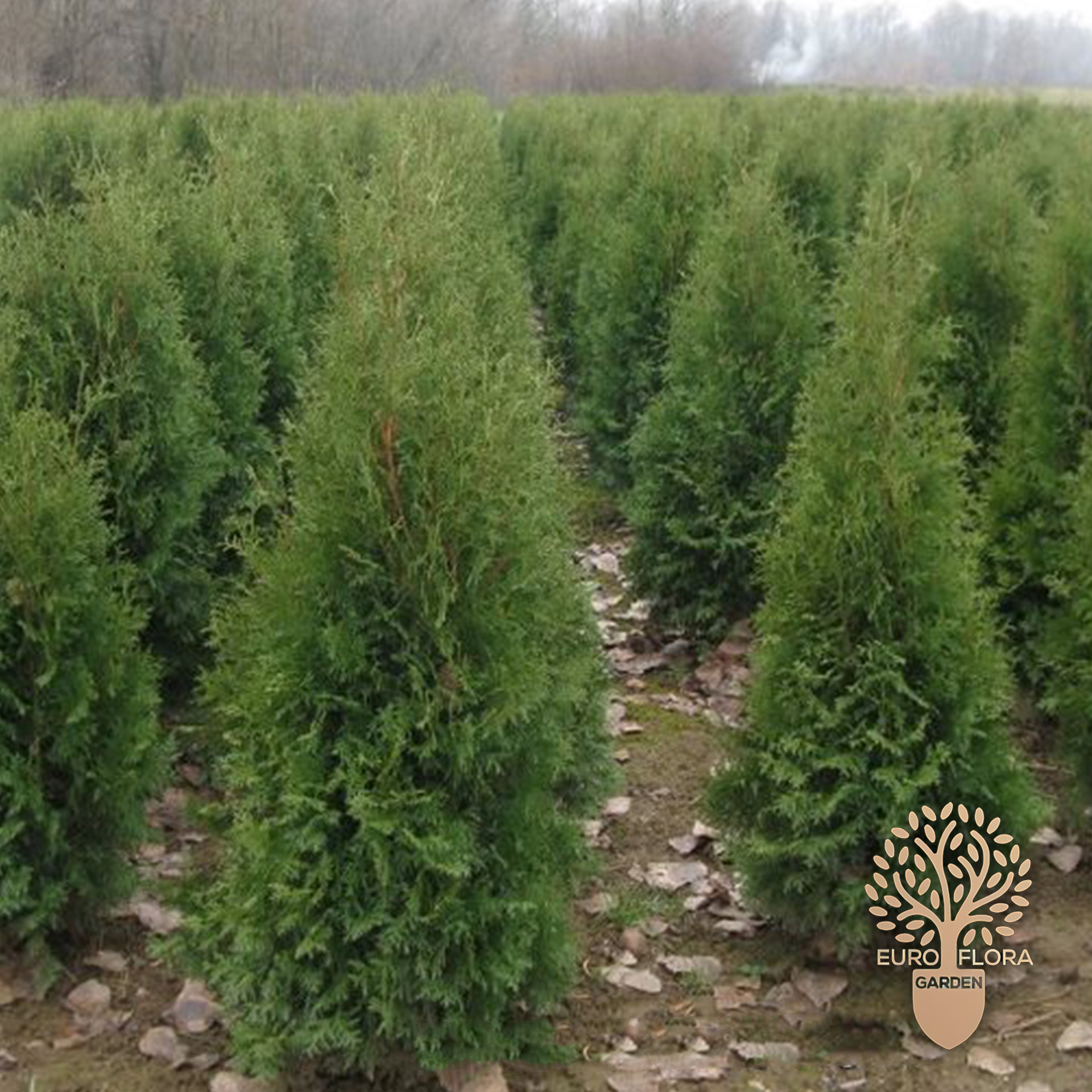 Kolumna (stubasta tuja)