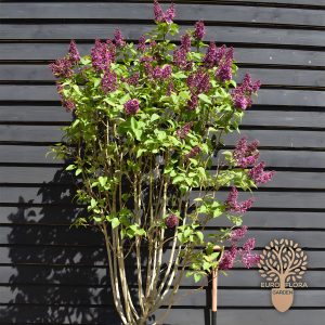 Jorgovan (⁠Syringa vulgaris)