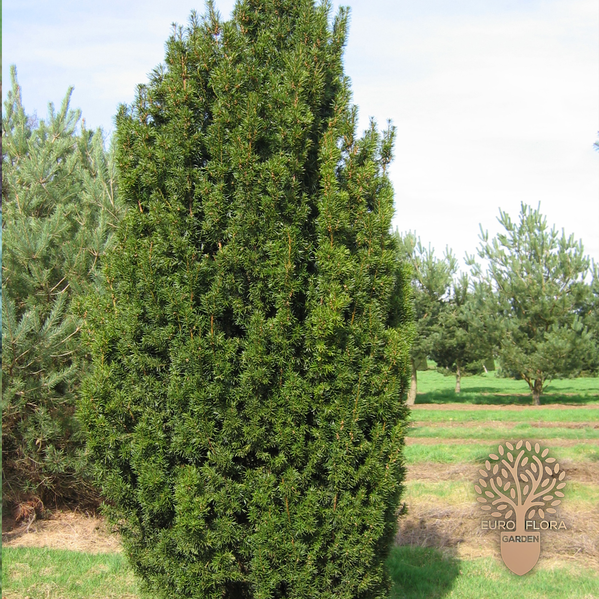 Tisa (Taxus baccata) - Slika 2