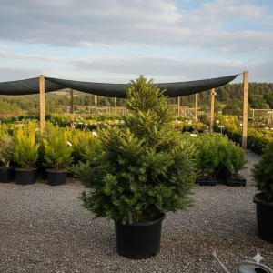 Tisa (Taxus baccata)