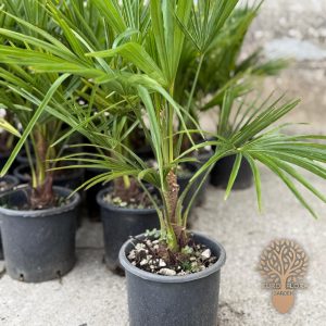 Zimootporna palma (Trachycarpus fortunei)