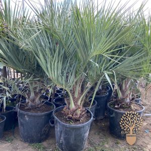 Palma vašingtonija (Washingtonia robusta)