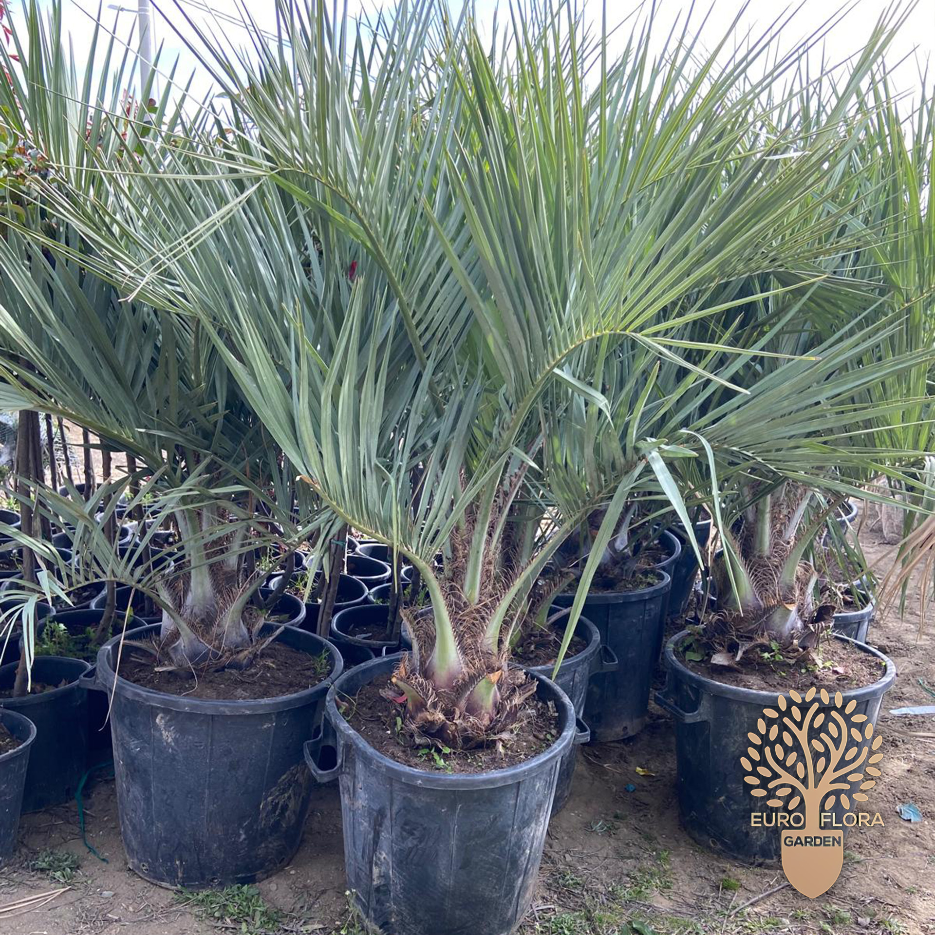 Palma vašingtonija (Washingtonia robusta)