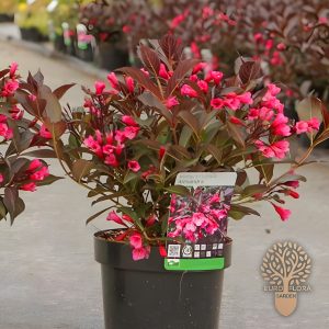 Vejgela (Weigela florida)