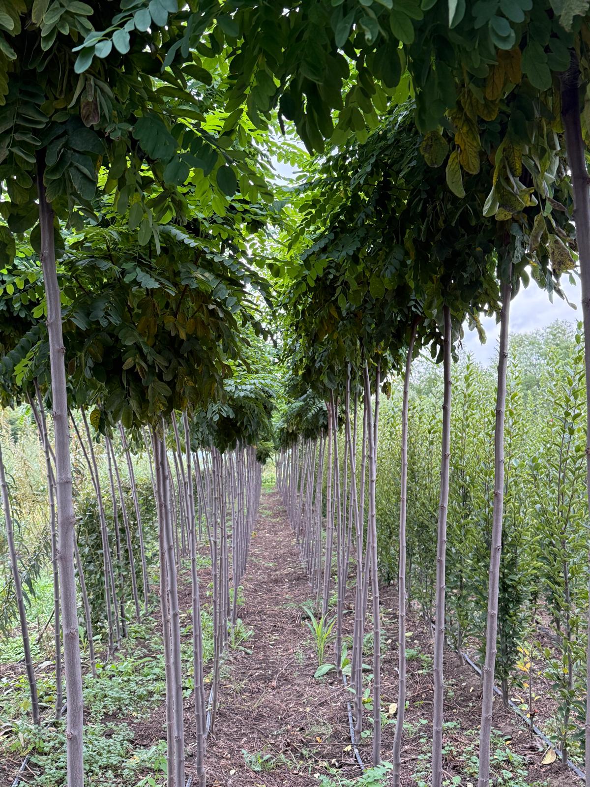 Kuglasti bagrem - Slika 2