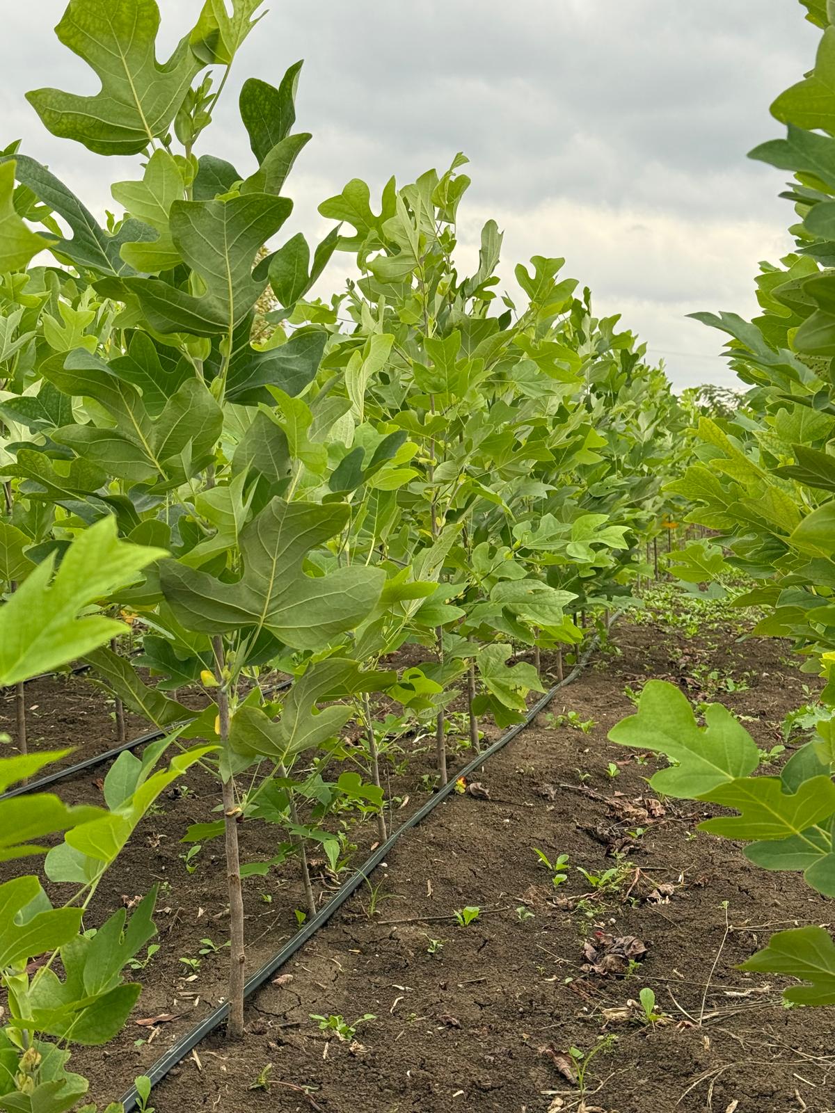 Lalino drvo liriondendron