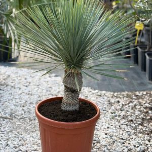 Juka rostrata (Yucca rostrata)