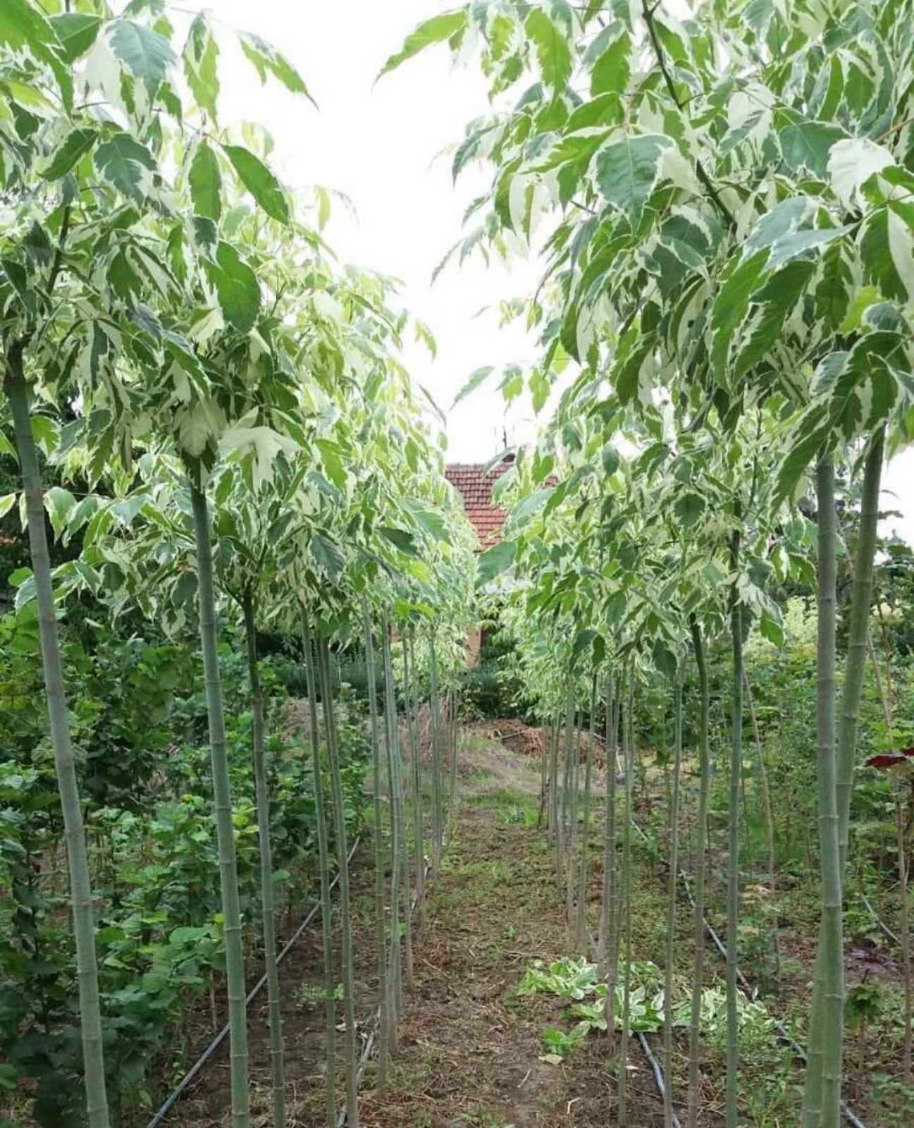 Šarenolisni javor (Acer negundo ‘Variegatum’) - Slika 2