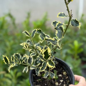 Božikovina (Ilex aquifolium Argentea Marginata)