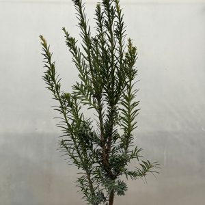 Tisa (Taxus baccata)