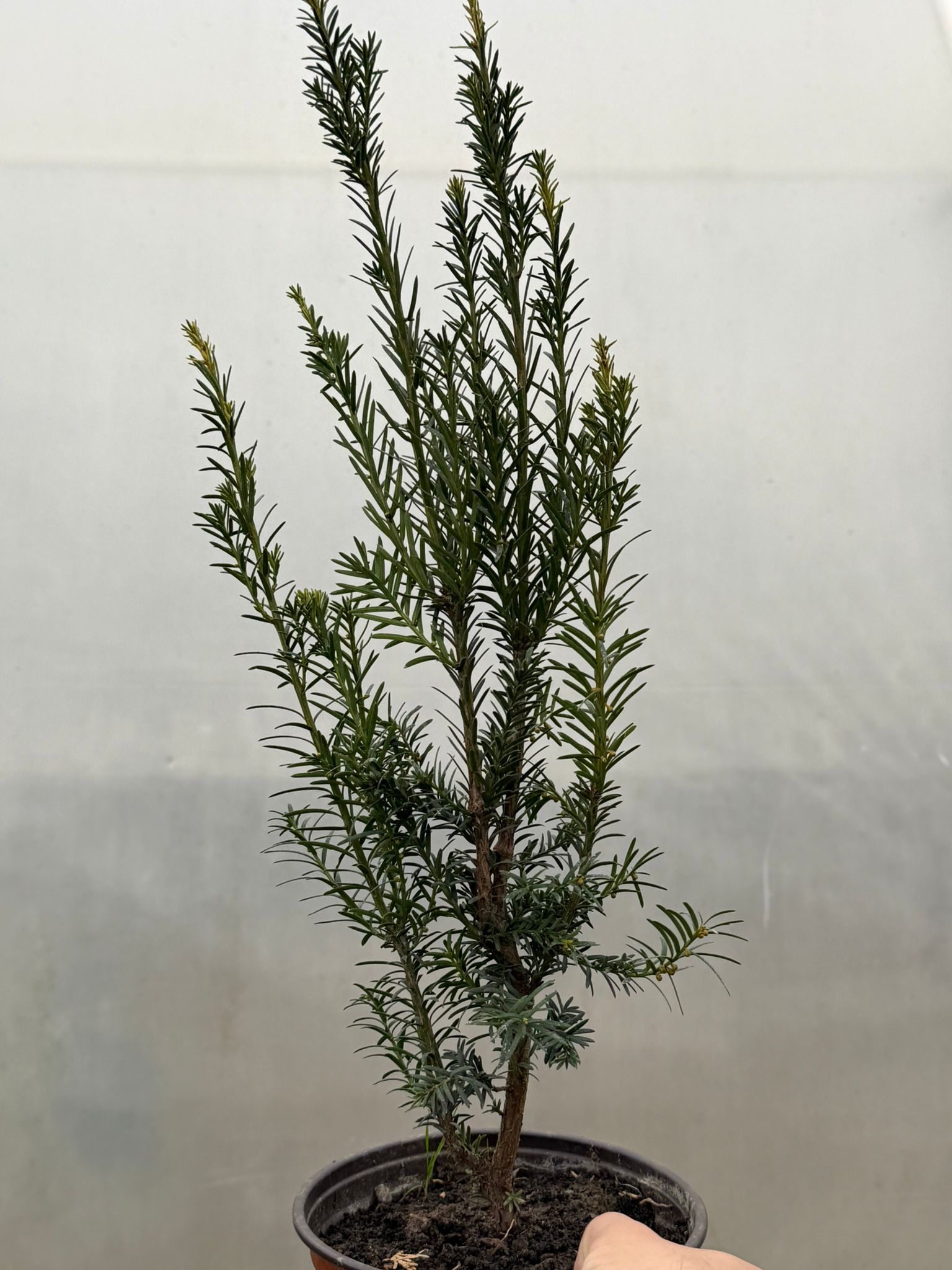 Tisa (Taxus baccata)