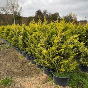 Lejlandi čempres (Cupressocyparis leylandii ‘Gold Rider’)