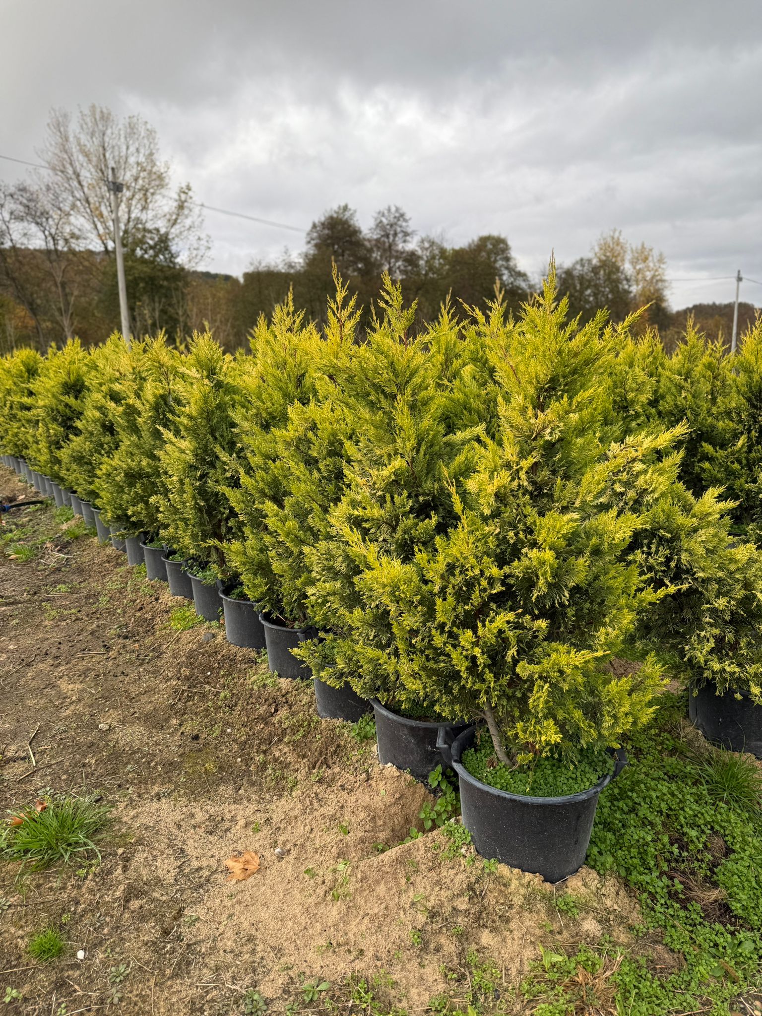 Lejlandi čempres (Cupressocyparis leylandii ‘Gold Rider’)