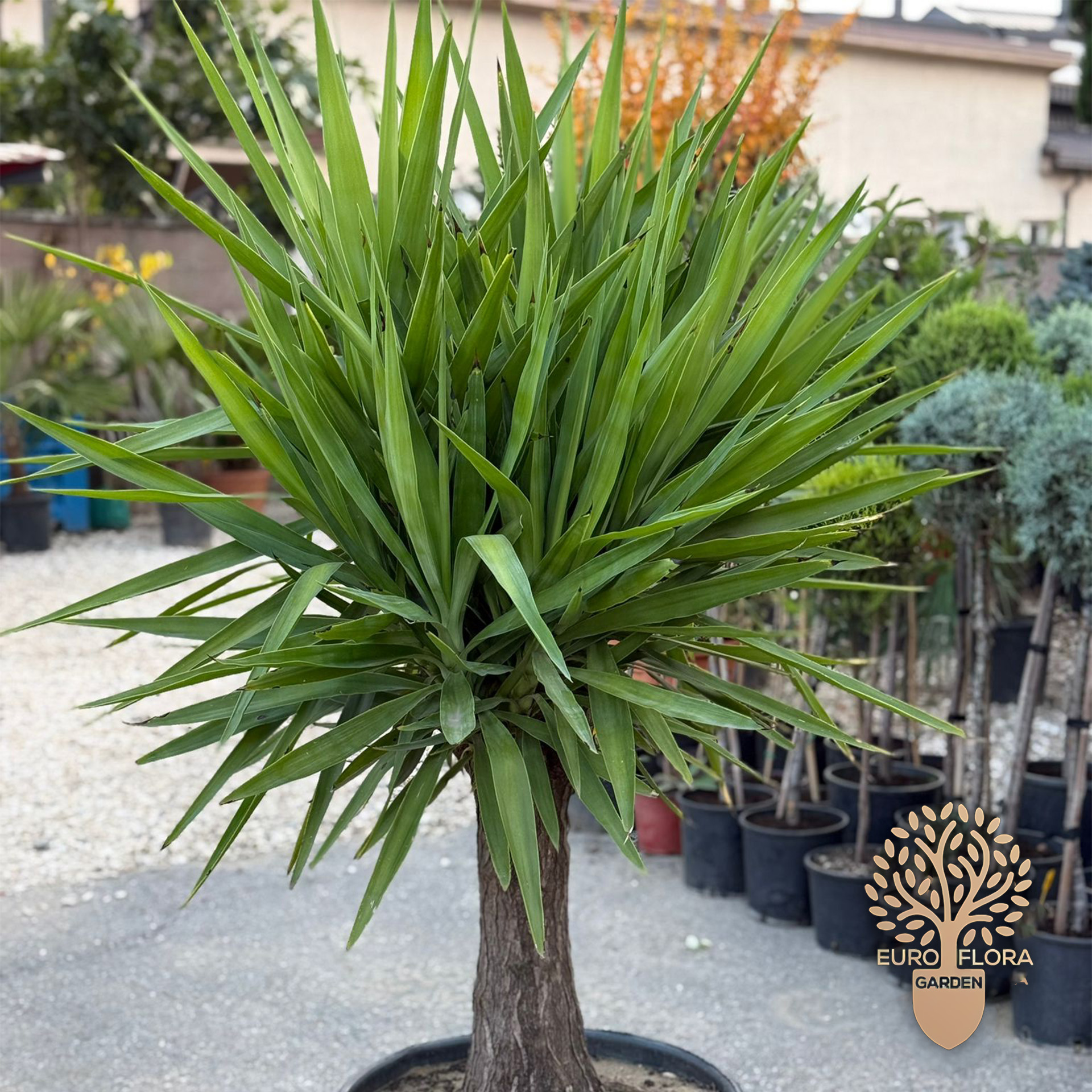 Drvo života ( Yucca Elephantipes )