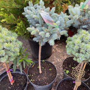 Picea pungens (glauca globosa) kalemljena plava smrca