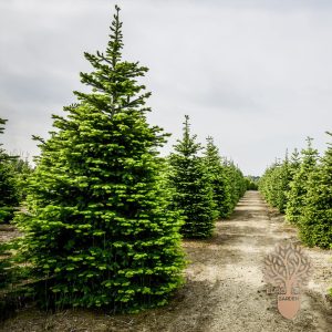 Kavkaska jela (Abies nordmanniana)