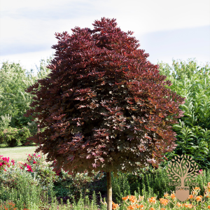 ⁠Acer (Crimson Sentry)