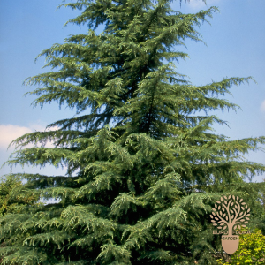 Himalajski kedar (Cedrus deodara)