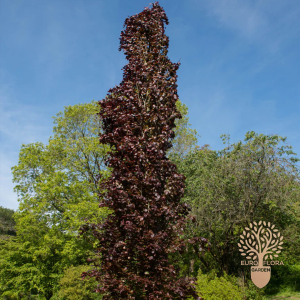 ⁠Fagus sylvatica fastigiata (Purple)