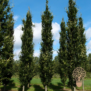 ⁠Fagus sylvatica (piramidalis)