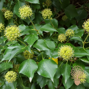 Bršljan ⁠(Hedera hibernica)