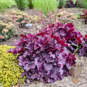 Koralni zvončić (Heuchera)