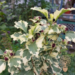Šarenolisni hibiskus (⁠Hibiscus syriacus “Variegata”)