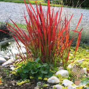⁠Crvena trava (Imperata cilindrica “Red Baron”)