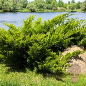 ⁠Juniperus sabina (Tamarascifolia)