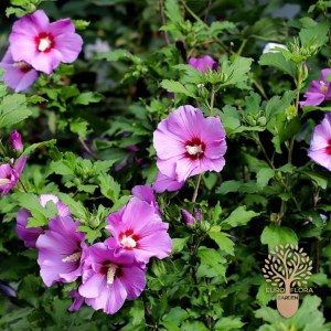 Hibiskus ljubičasti