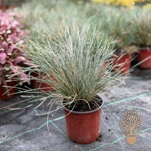 Plava trava (Festuca glauca)