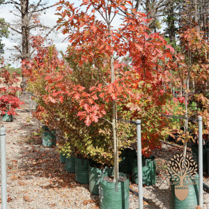 Crveni hrast (⁠Querqus rubra)